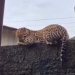 VÍDEO: Jaguatirica é flagrada descansando em muro no Amazonas