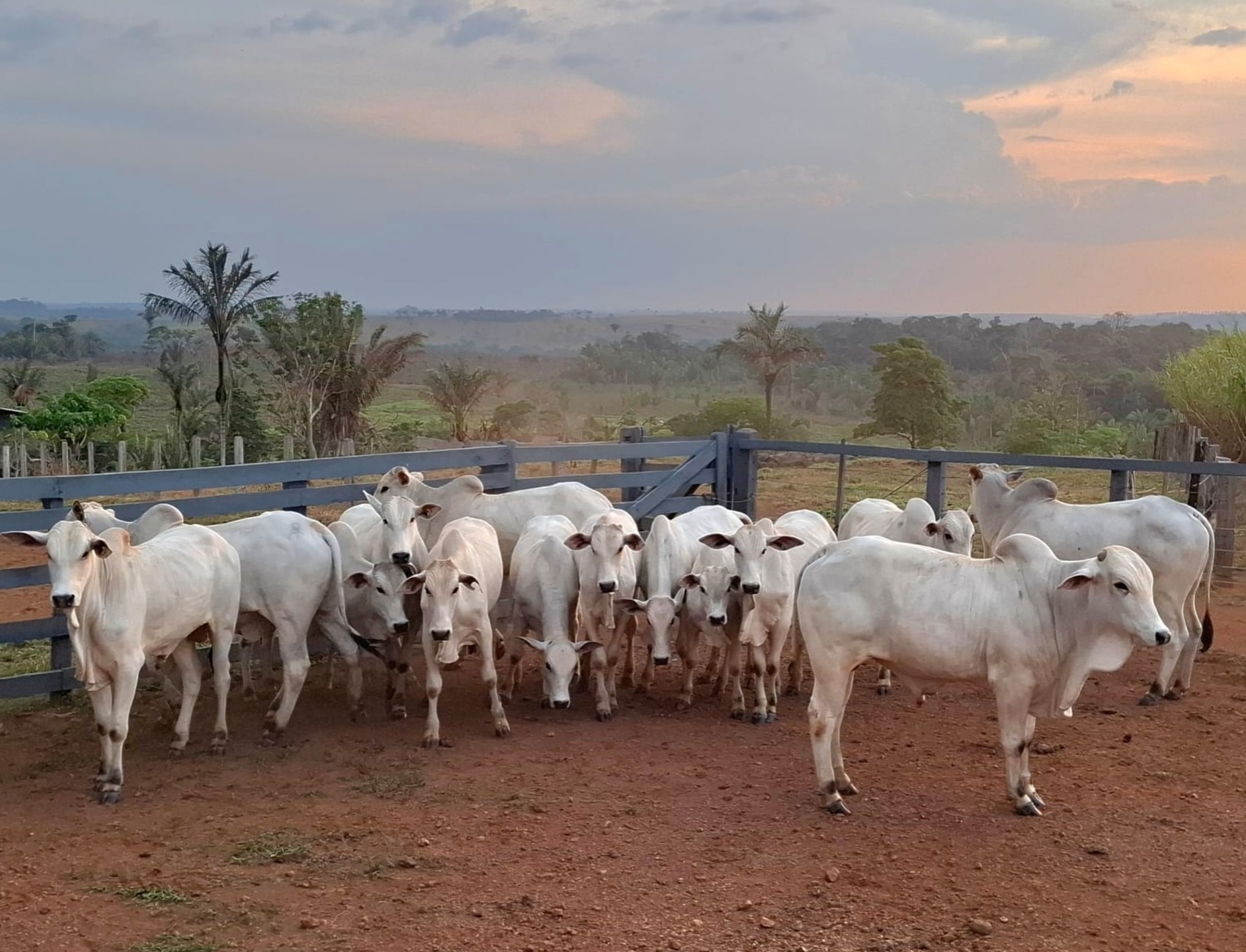 Sebrae impulsiona pecuária no Amazonas e responde por 25% das inseminações