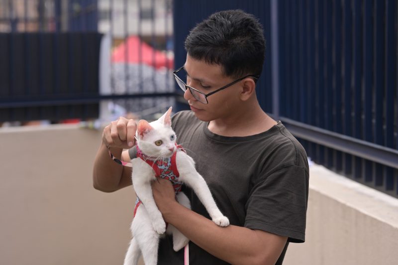 Moradores do Nova Cidade podem fazer agendamento para castração de cães e gatos; veja como