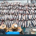 Mais de 16 toneladas de pescado ilegal são apreendidas em Coari