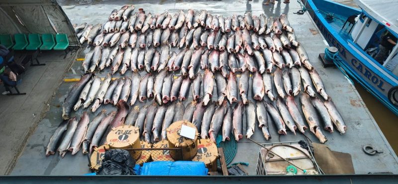 Mais de 16 toneladas de pescado ilegal são apreendidas em Coari