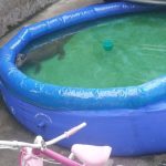 Jacaré é resgatado enquanto se refrescava em piscina de plástico em Manaus