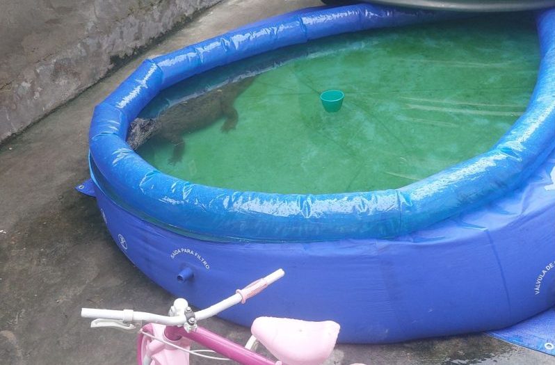 Jacaré é resgatado enquanto se refrescava em piscina de plástico em Manaus