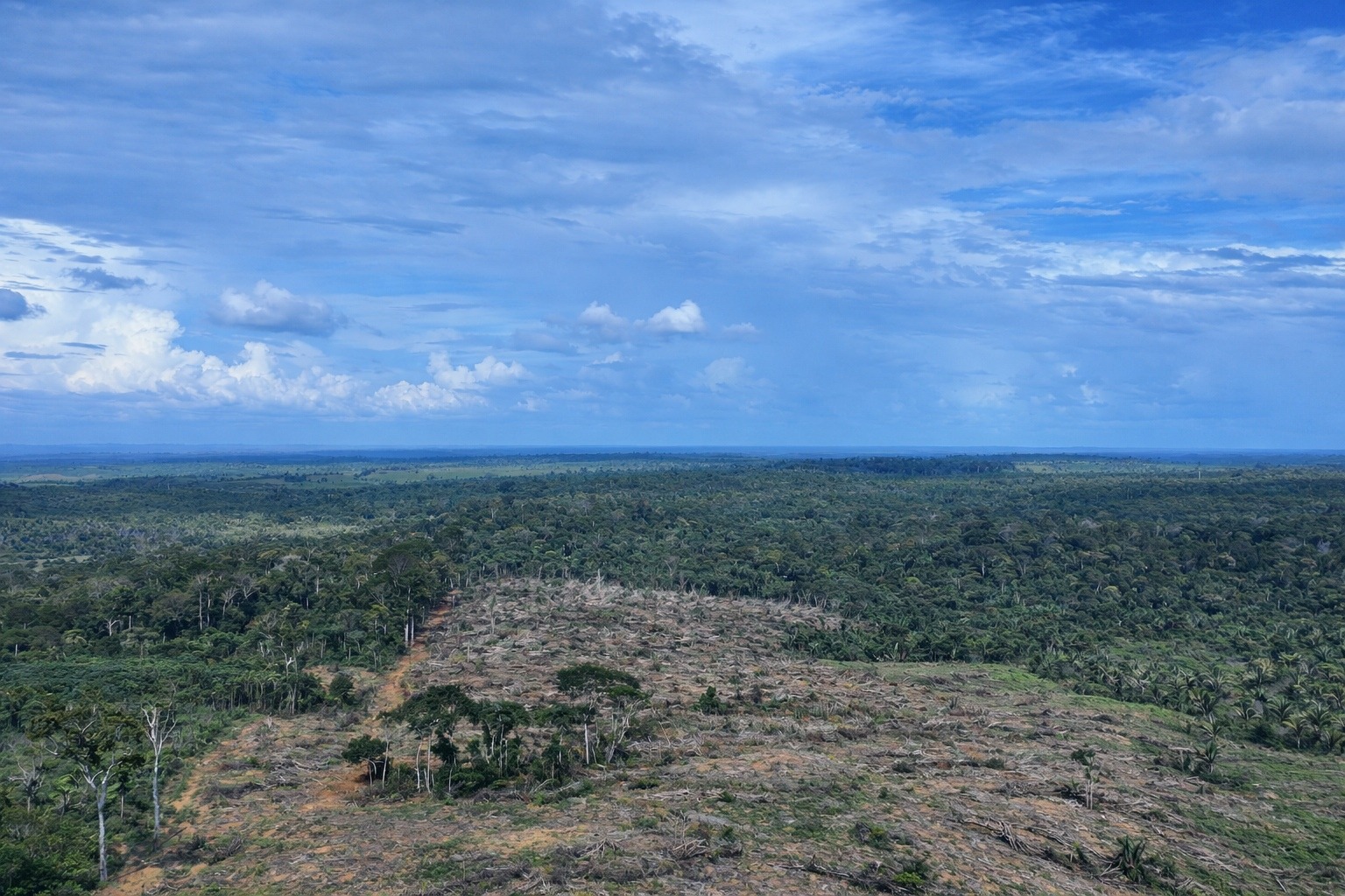 Ipaam embarga área desmatada equivalente a 49 campos de futebol no Amazonas
