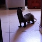 Furão-grande mantido em cativeiro é resgatado em Manaus