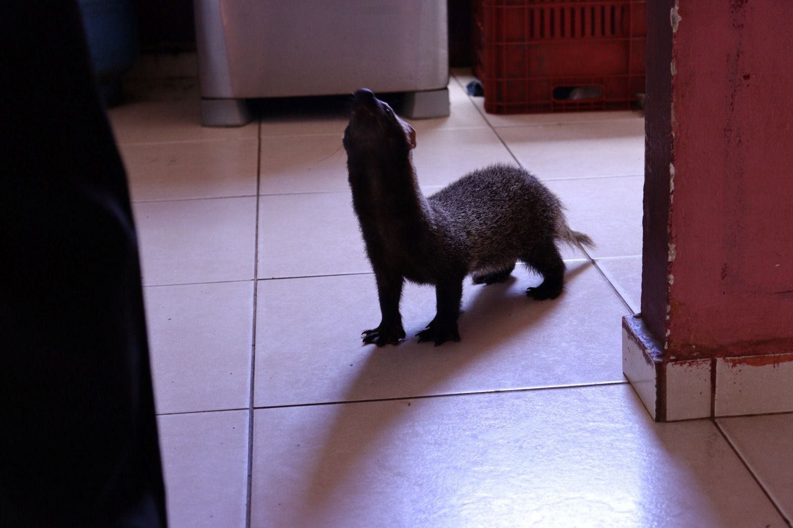 Furão-grande mantido em cativeiro é resgatado em Manaus