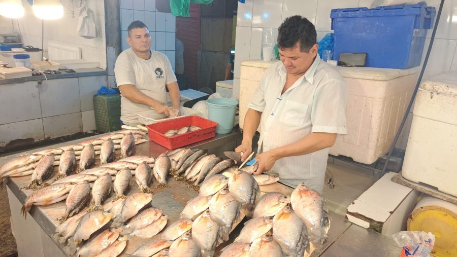 Procura por peixes cresce 40% durante a Quaresma em Manaus