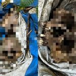 VÍDEO: Ossada humana é encontrada em área de mata na AM-010