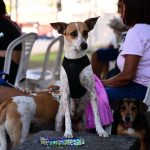 Castramóvel abre agendamento em Presidente Figueiredo; veja o que precisa