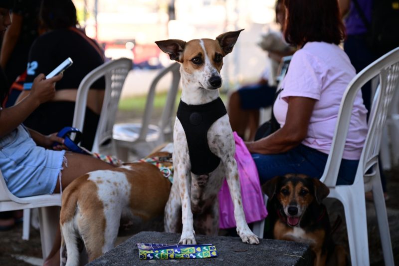 Castramóvel abre agendamento em Presidente Figueiredo; veja o que precisa