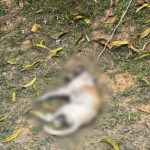 Cadelas feridas e com larvas são resgatadas em Manaus