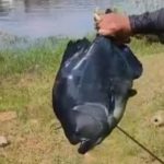 VÍDEO: Pescador fisga piranha gigante no lago do Miriti no Amazonas