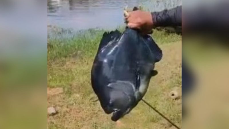 VÍDEO: Pescador fisga piranha gigante no lago do Miriti no Amazonas