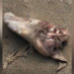 IMAGEM FORTE: Cachorro arrasta pé humano para lixão em Manaus