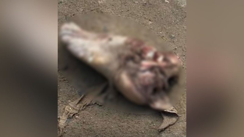 IMAGEM FORTE: Cachorro arrasta pé humano para lixão em Manaus