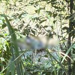 VÍDEO: Corpo com pés amarrados é encontrado em terreno no Distrito Industrial