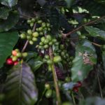 Amazonas prioriza compra do café regional em órgãos públicos