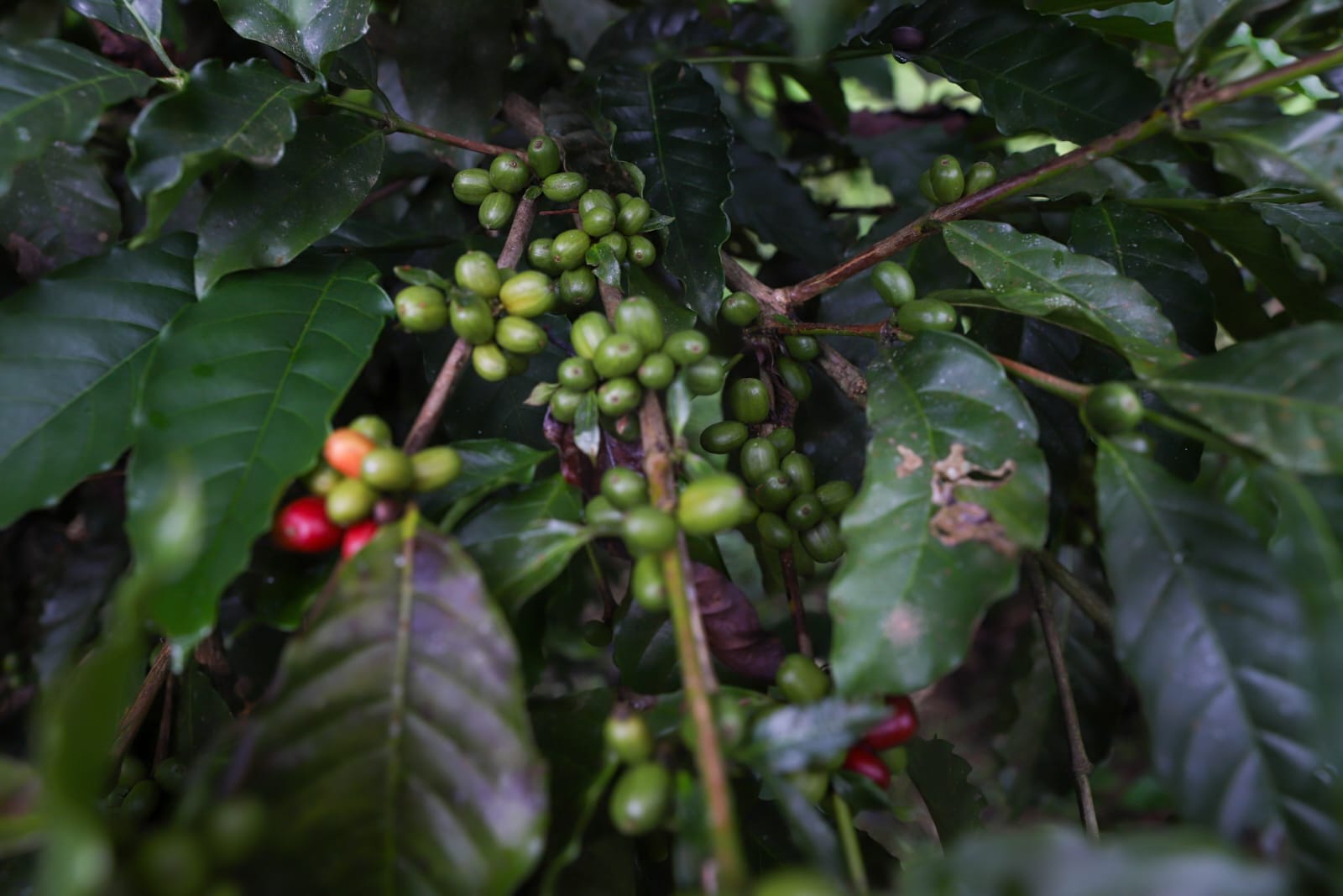 Amazonas prioriza compra do café regional em órgãos públicos