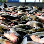 Pesca do tambaqui é liberada no Amazonas após período de defeso