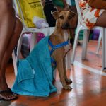 Castramóvel abre 500 vagas para castração gratuita no Educandos