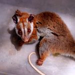 Cuíca-lanosa rara é resgatada ferida em bairro de Manaus