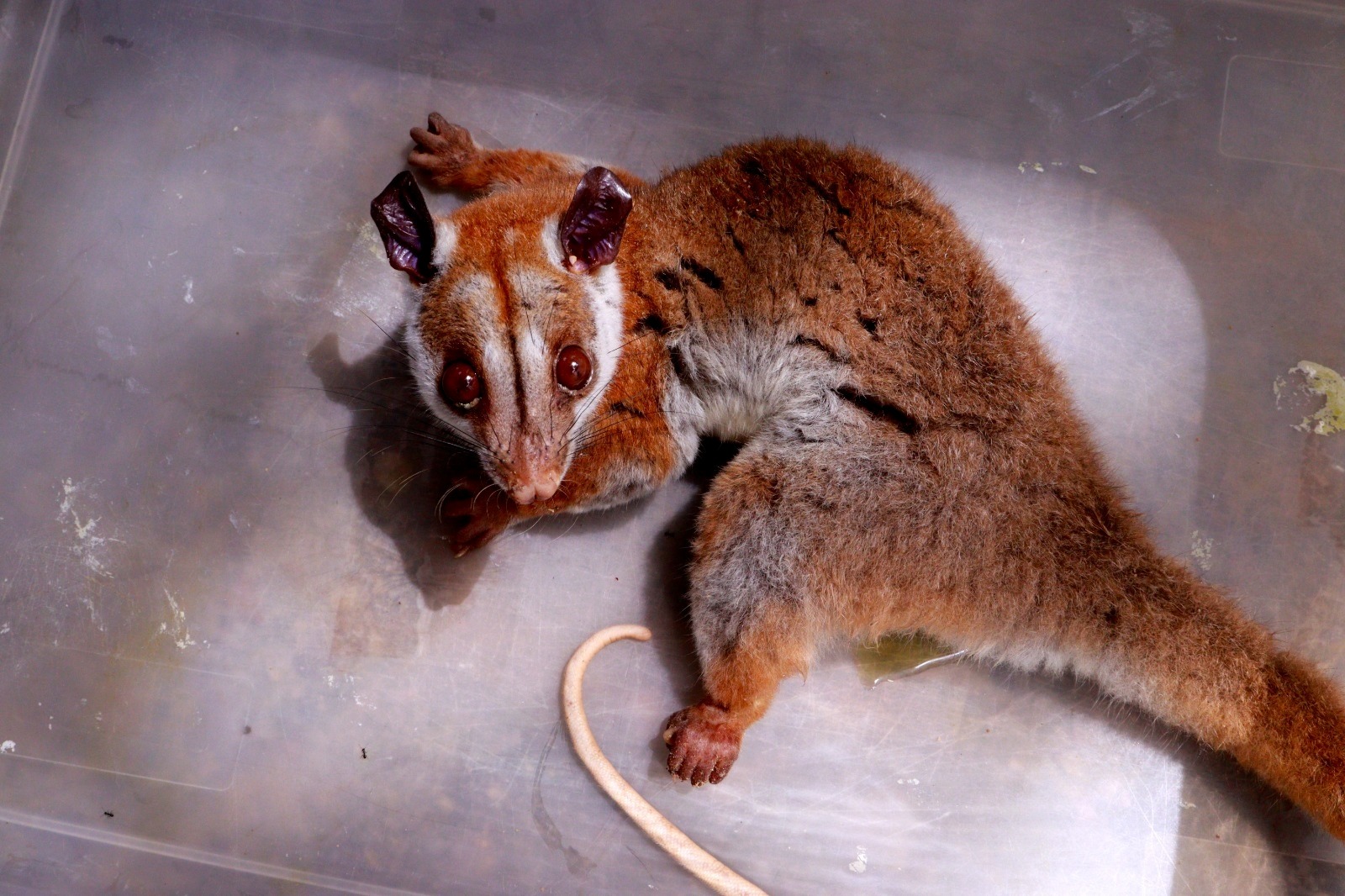 Cuíca-lanosa rara é resgatada ferida em bairro de Manaus