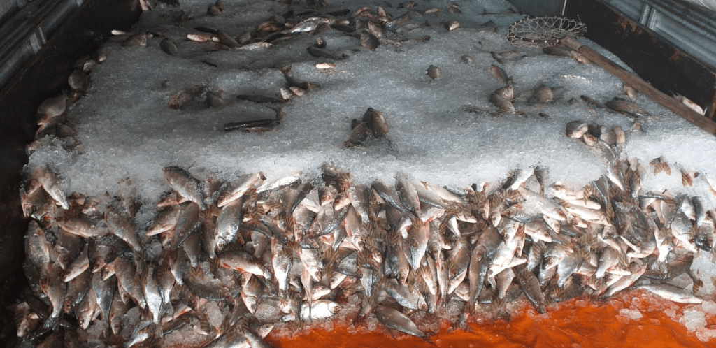 Jaraqui é reconhecido como patrimônio cultural do Amazonas