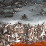 Jaraqui é reconhecido como patrimônio cultural do Amazonas