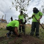 Arborização de Manaus avança com 13,4 mil mudas plantadas