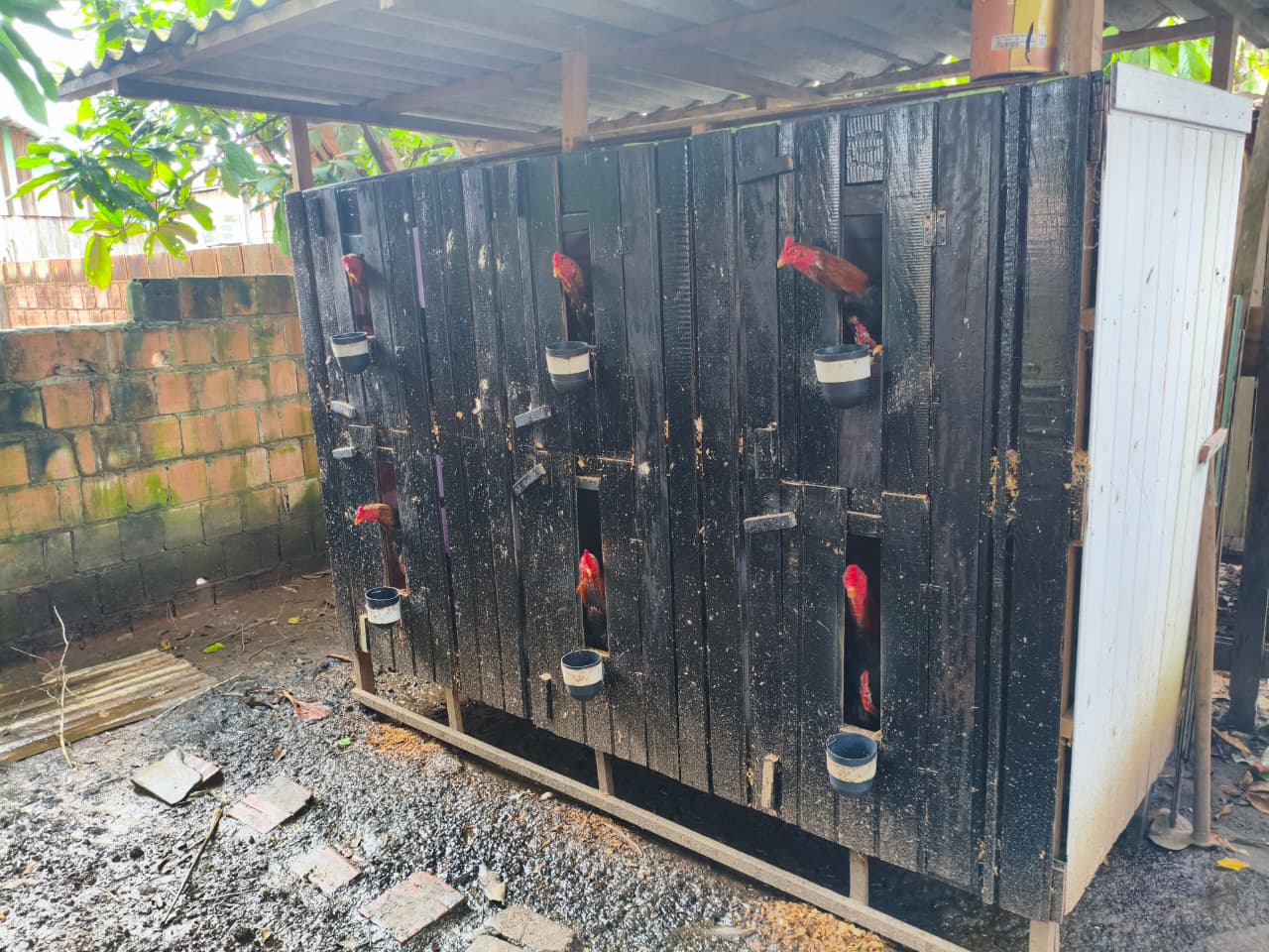 Operação resgata 23 galos e fecha rinha clandestina no interior do AM