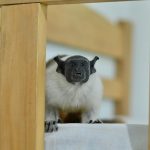 Símbolo de Manaus, sauim-de-coleira é resgatado em casa no bairro Nova Cidade