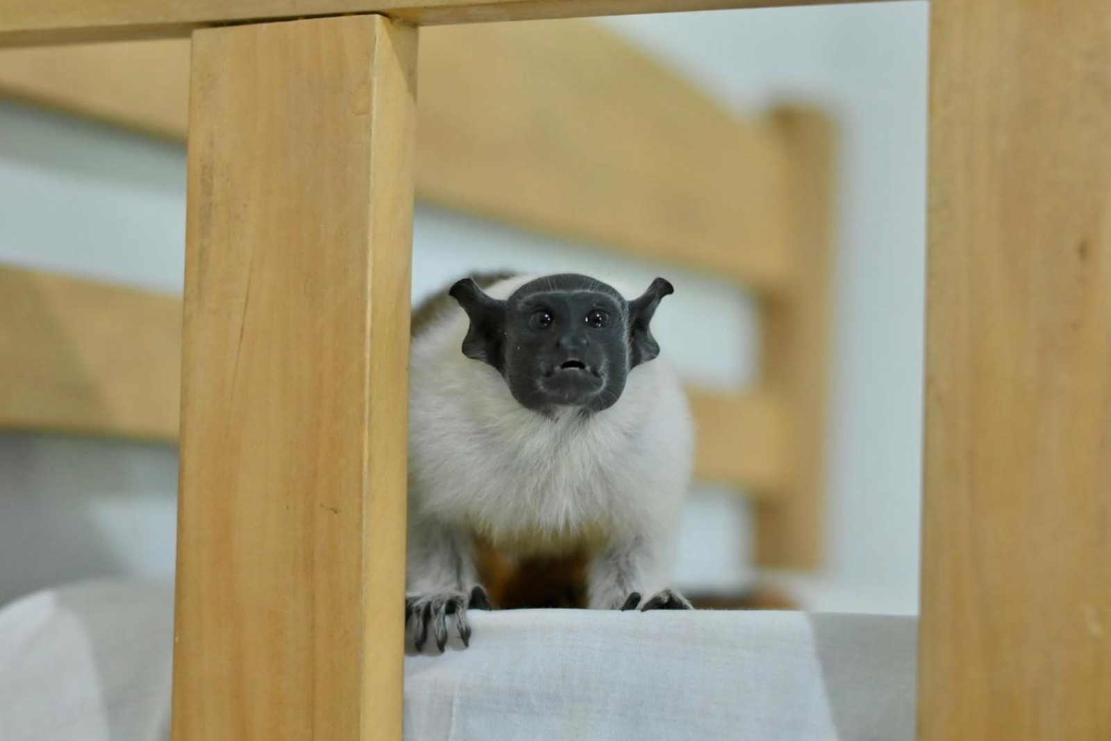 Símbolo de Manaus, sauim-de-coleira é resgatado em casa no bairro Nova Cidade