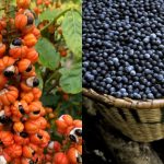 Açaí e guaraná entram no ranking das melhores frutas do mundo