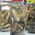 Amazonas registra mais de mil acidentes com animais peçonhentos em 2026; veja como prevenir