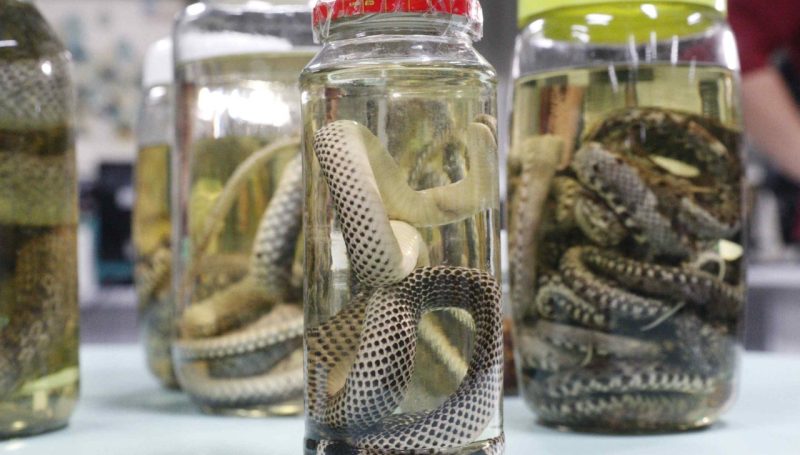 Amazonas registra mais de mil acidentes com animais peçonhentos em 2026; veja como prevenir