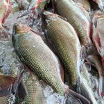 Feirão do Pescado vende mais de 37 toneladas de peixe em três dias na Semana Santa