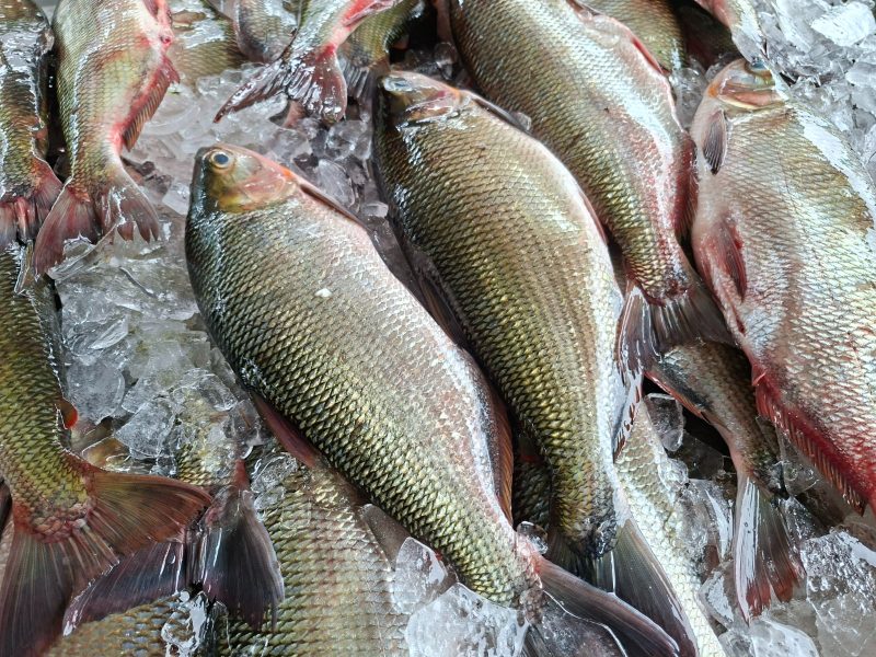 Feirão do Pescado vende mais de 37 toneladas de peixe em três dias na Semana Santa