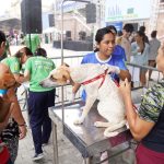 Amazonas bate recorde de castração em mutirão em Manaus