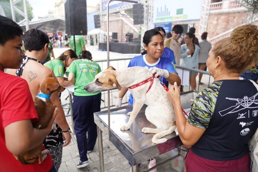 Amazonas bate recorde de castração em mutirão em Manaus