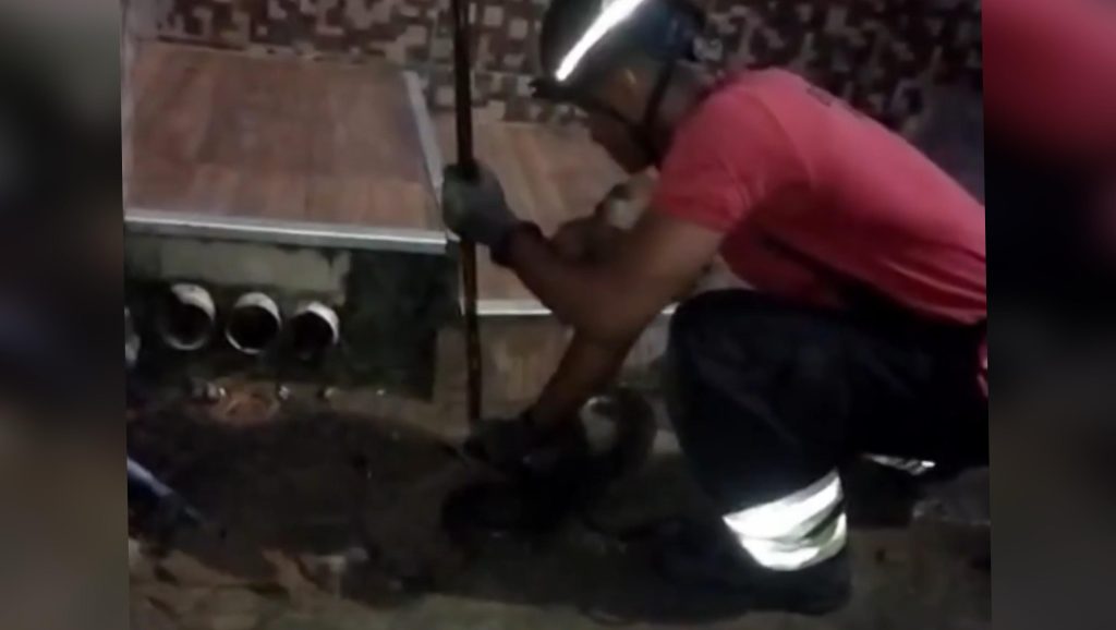 Sucuri de quase 2 metros assusta moradores e é resgatada em frente a casa em Manaus
