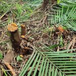 Operação prende 23 pessoas por desmatamento em área de preservação em Manaus