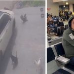 VÍDEO: Motorista que atropelou cachorros é preso no aeroporto ao tentar fugir de Manaus