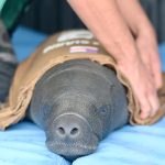 Filhote de peixe-boi ferido por arpão é resgatado no AM