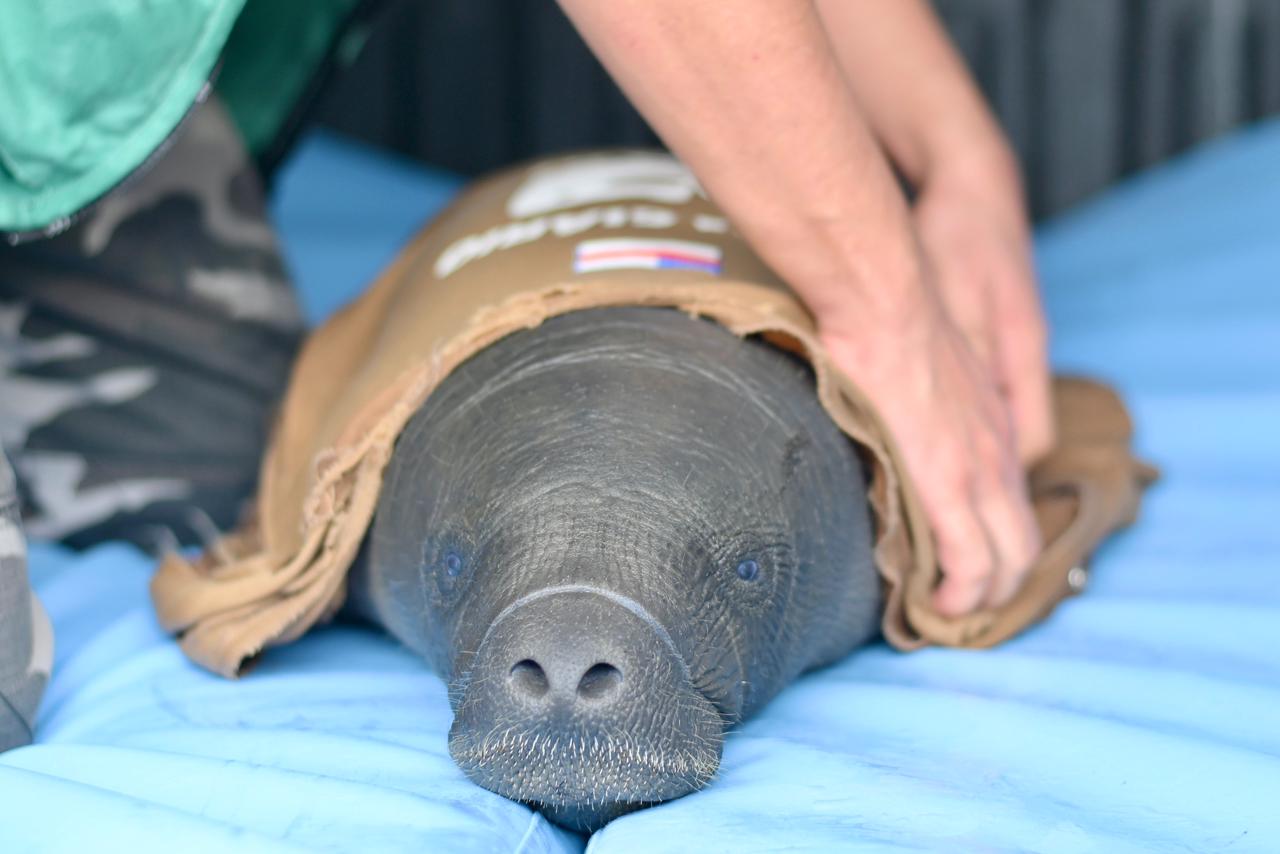 Filhote de peixe-boi ferido por arpão é resgatado no AM