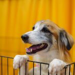 ‘Adote um Amor’ promove adoção de pets em shopping de Manaus