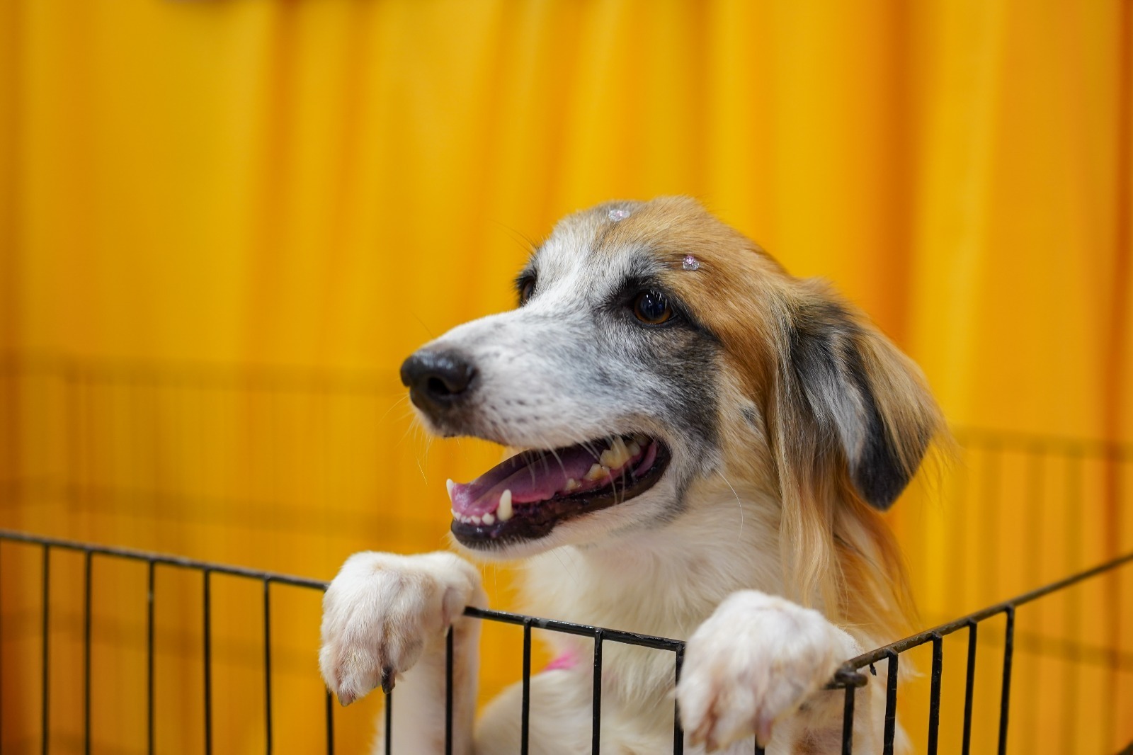‘Adote um Amor’ promove adoção de pets em shopping de Manaus