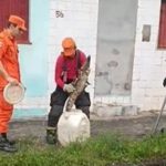 Vídeo mostra resgate de jacaré em rua de Manaus