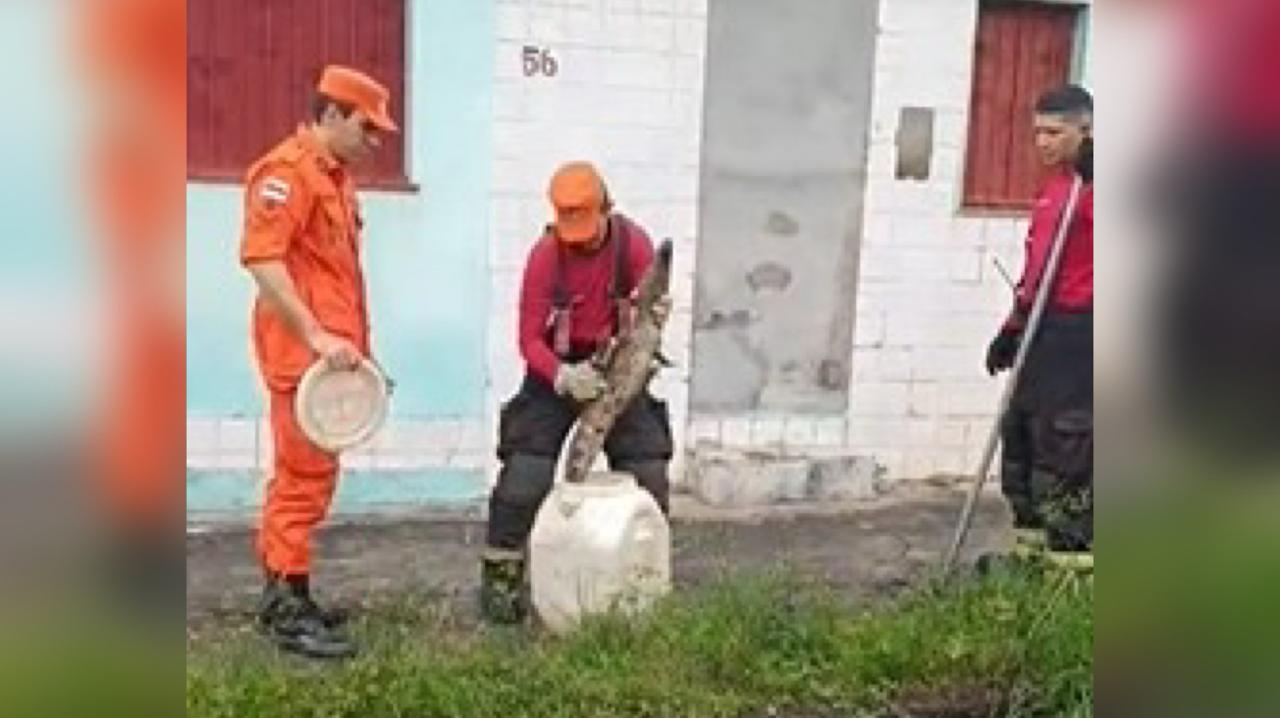Vídeo mostra resgate de jacaré em rua de Manaus