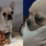 Filhote é internada após ingerir 55 pedras de crack