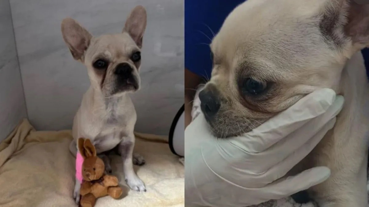 Filhote é internada após ingerir 55 pedras de crack